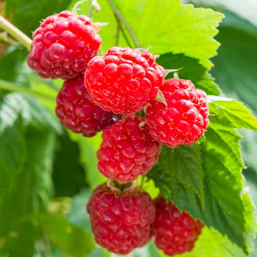 Zmeur remontant Sugana, Р9 imagine 1 articol 8036