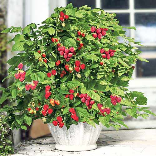 Zmeur Ruby Beauty imagine 1 articol 7619