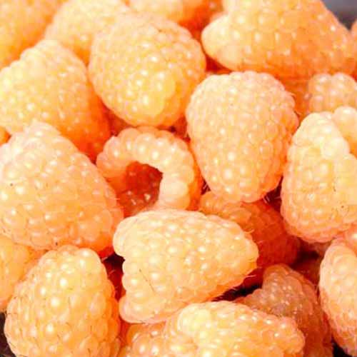 Zmeur Valentina imagine 1 articol 9340