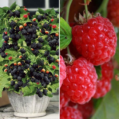 Ofertă specială! Zmeură și mur, set de 2 soiuri imagine 1 articol 4918