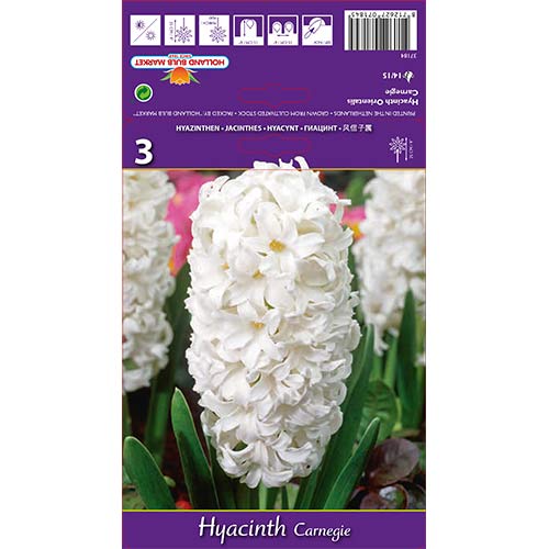 Зюмбюл Carnegie изображение 1 артикул 67587