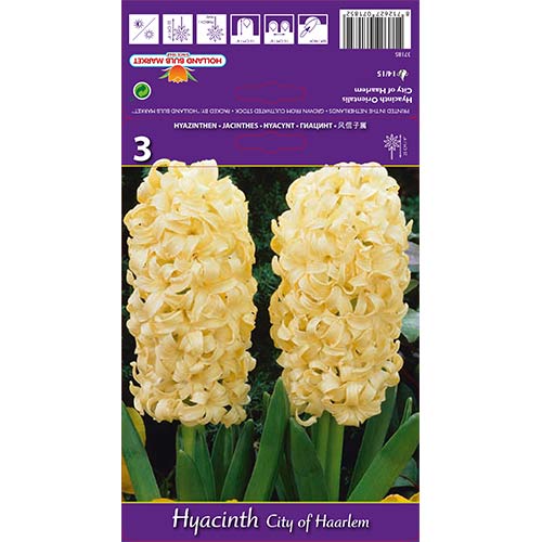 Зюмбюл City of Haarlem изображение 1 артикул 67594