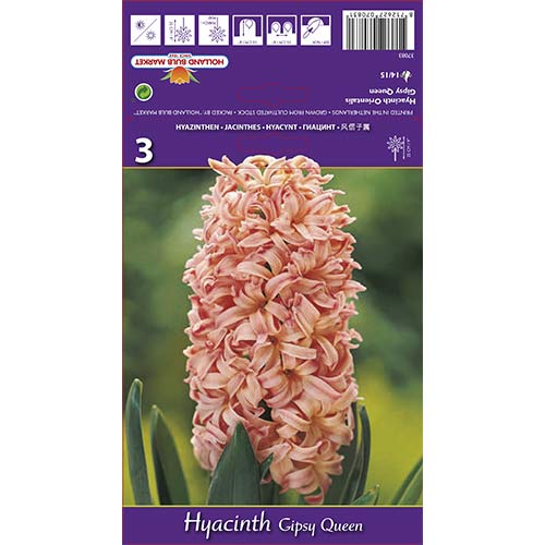 Зюмбюл Gipsy Queen изображение 1 артикул 67585