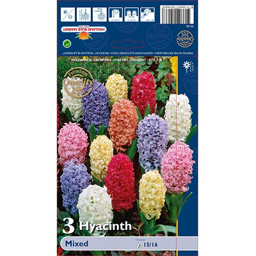 Зюмбюл източен, микс изображение 1 артикул 68057