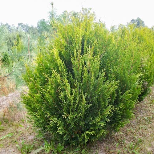 Żywotnik zachodni (Thuja) Kórnik interface.image 1 interface.art 4680