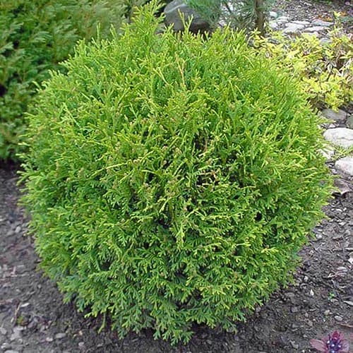 Żywotnik zachodni (Thuja) Little Gem interface.image 1 interface.art 4683
