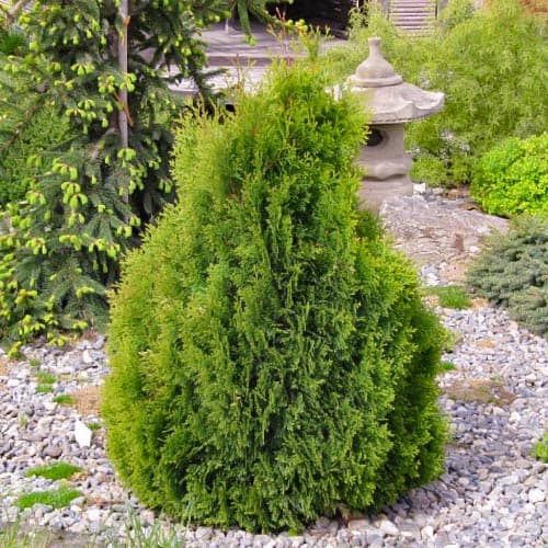 Żywotnik zachodni (Thuja) Miky interface.image 1 interface.art 4684