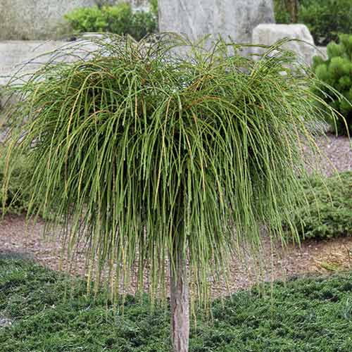 Żywotnik zachodni (Thuja) Whipcord, C4 interface.image 1 interface.art 8261