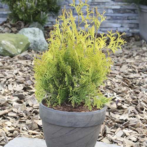 Żywotnik zachodni (Thuja) Yellow Ribbon, С3 interface.image 1 interface.art 7755