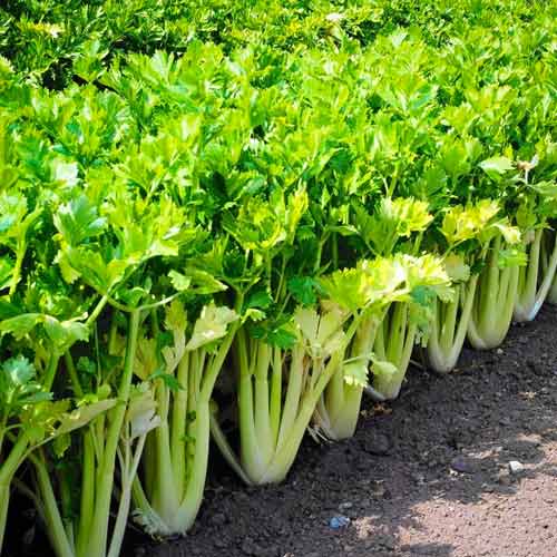 Țelină Groene Pascal imagine 2 articol 66751