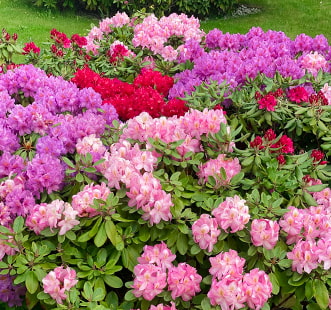 Arbuști ornamentali