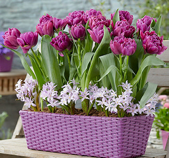 Bulbi de flori Best Buy Capperline