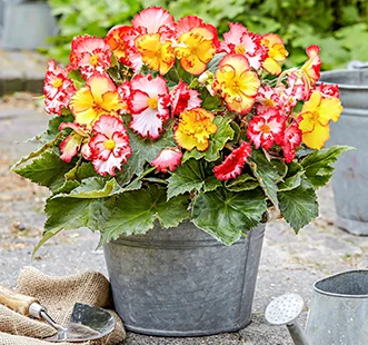 Bulbi de flori de primăvară