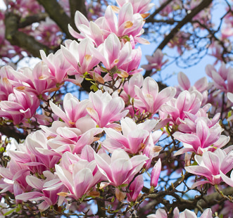 Декоративни дървета