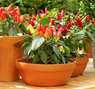 Градина на балкона