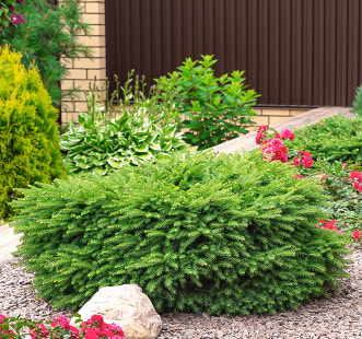 Иглолистни храсти