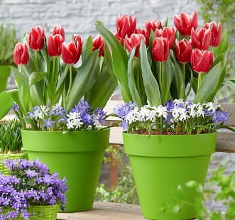 Луковици цветя Star Capperline