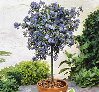 Растения на стъблото