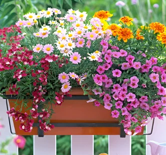 Семена на каскадни цветя