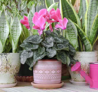 Семена на стайни цветя