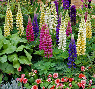 Semințe de flori anuale