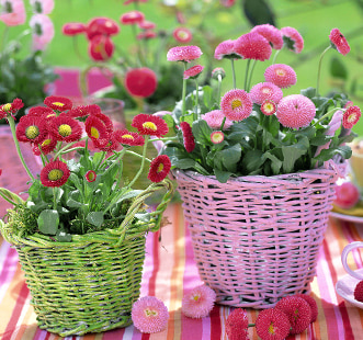 Semințe de flori bienale