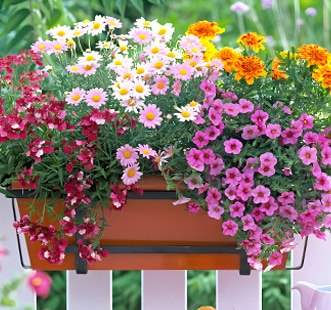 Semințe de flori curgătoare