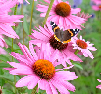 Semințe de flori perene
