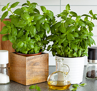 Seminţe de ierburi aromatice