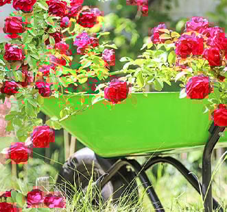 Trandafiri Englezești