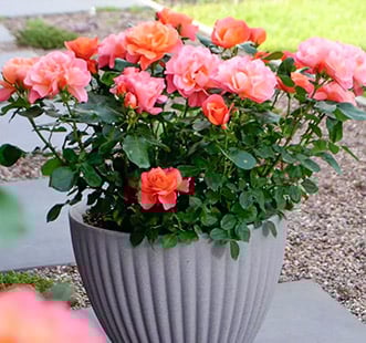 Trandafiri pentru balcon, terasa