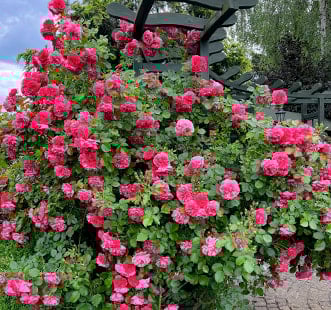 Trandafiri Urcători