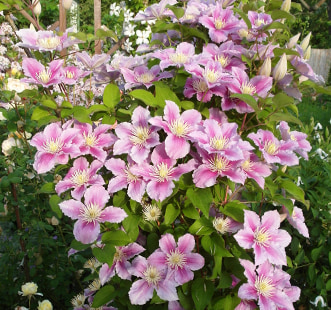 Увивни растения