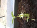 upload_img1
