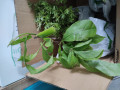 upload_img1