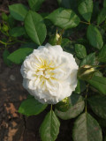 upload_img1
