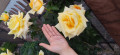 upload_img1