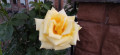 upload_img1