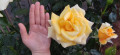 upload_img1