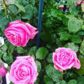 upload_img1
