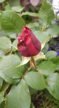 upload_img1