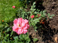 upload_img1