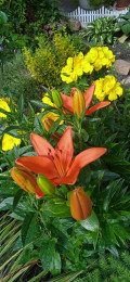 upload_img1