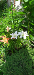 upload_img1