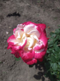 upload_img1