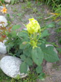 upload_img1