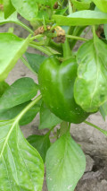 upload_img1