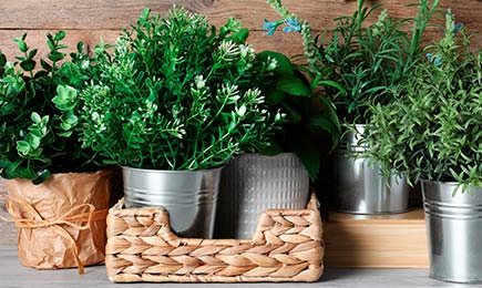 Condimentat, aromat, bogat în vitamine | GrădinaMax