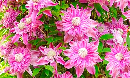 Giganți înfloritori | GrădinaMax