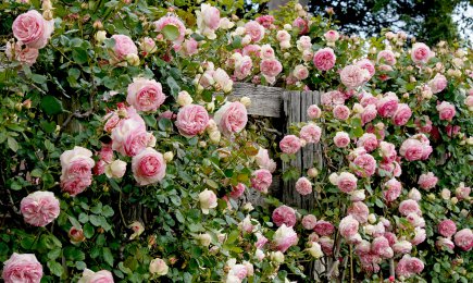 Кадифени сортове рози | Gradinamax